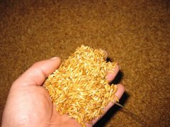 糧食中的真菌毒素怎么檢測？